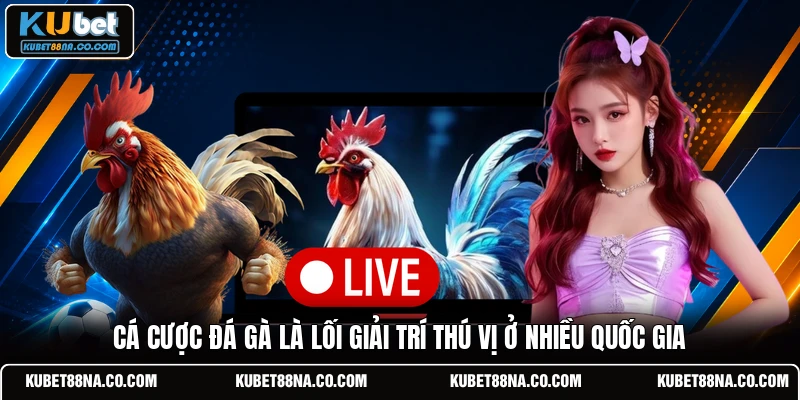 Cá cược đá gà là lối giải trí thú vị ở nhiều quốc gia