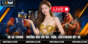 Đá Gà Thomo - Trường Đấu Với 101+ Trận, Livestream Nét 4K